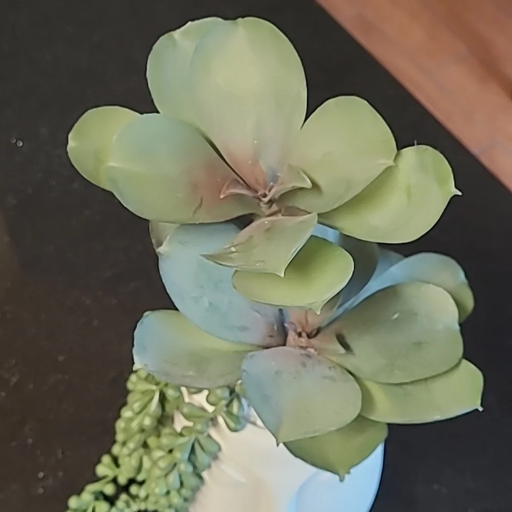 Succulent Face Pot